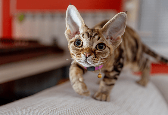 How to cope with boundless energy: exercising the body