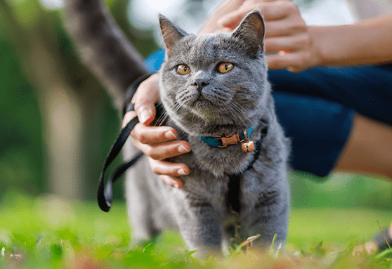Have you considered leash walking?