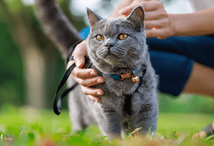 kitten leash walking