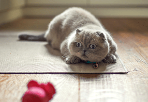 kitten playing fetch