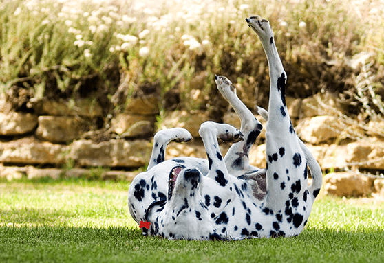 What to do if your puppy is itchy