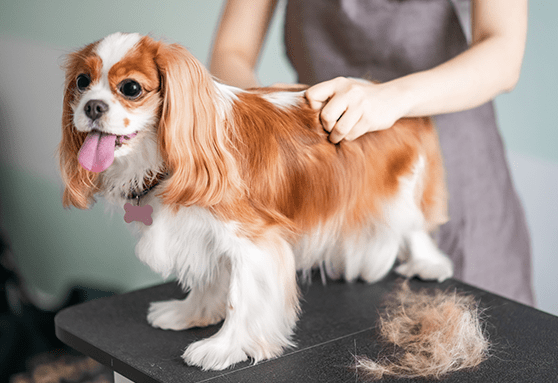 Why is my puppy losing spots of hair?