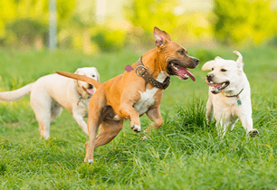 puppy daycare