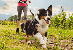 puppy running