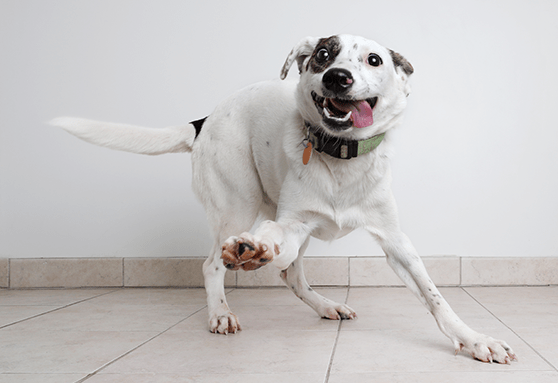 Puppy quirks: which weird habits has your pup developed?