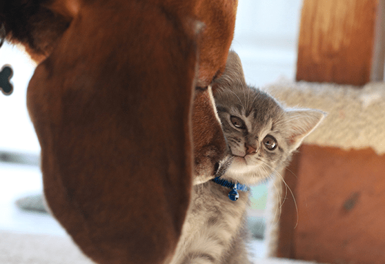 How to prepare for a new kitten
