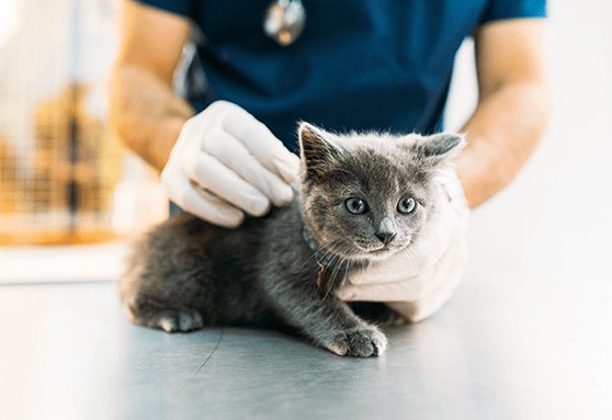 kitten leukemia vaccine