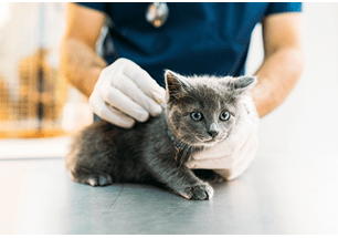 kitten leukemia vaccine