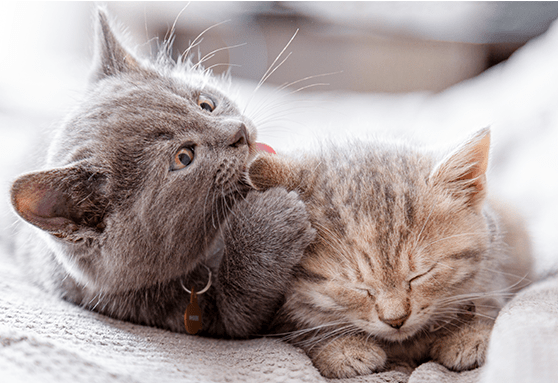 kitten felv fiv testing