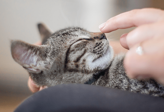 Kitten Behavior and Training: Tips and Resources