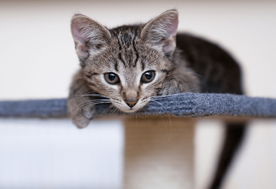 Fun games to play with your kitten