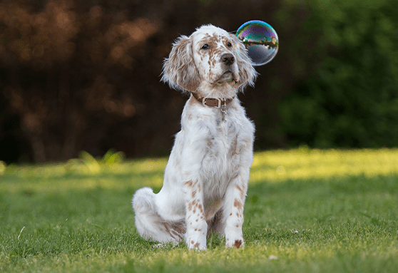 games to play with puppy