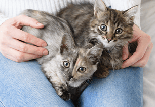 kitten heartworm disease