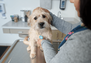 puppy flea and tick prevention