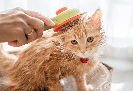 Get into a grooming routine with your kitten