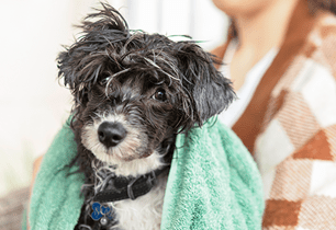 puppy bathing nail trims