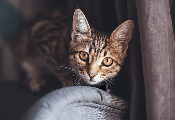 The territorial kitten: Respecting your kitten’s natural behavior