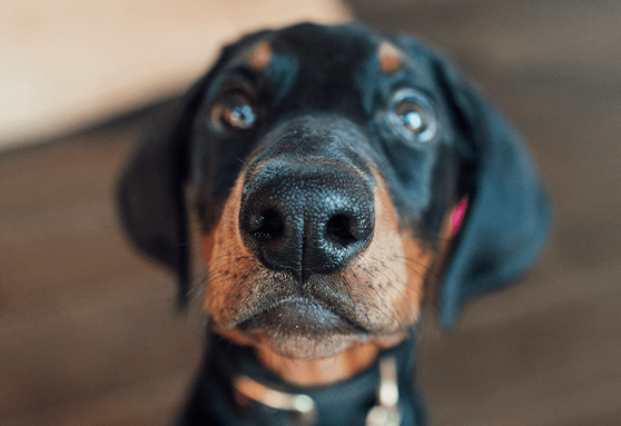 Muzzle training for feisty pups