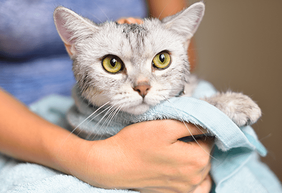 Most cats don’t need regular baths, but sometimes it’s the doctor’s orders