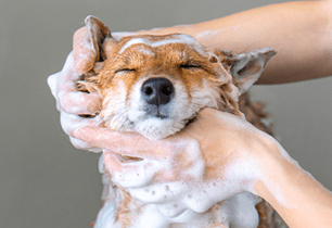 choosing puppy shampoo