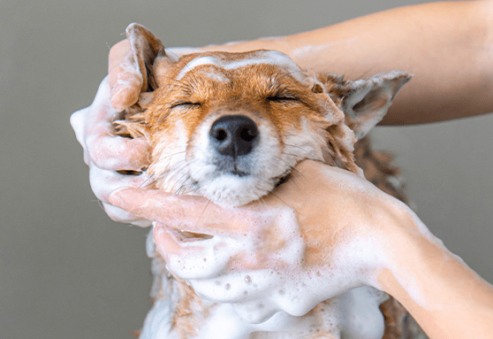 Choosing a shampoo