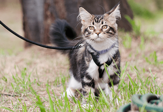 Choosing the indoor vs. outdoor lifestyle