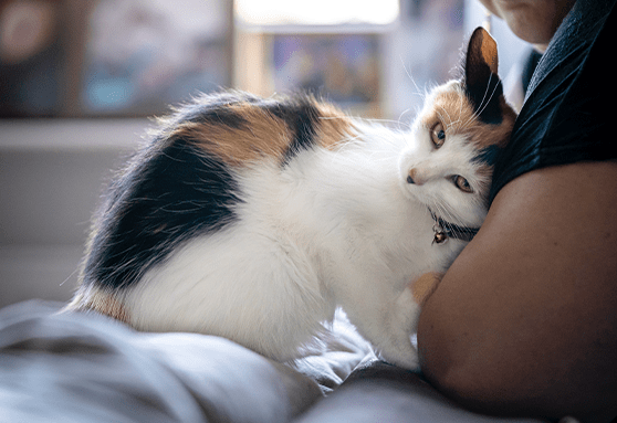 How to tell if your kitten is in heat (intact female cats only)