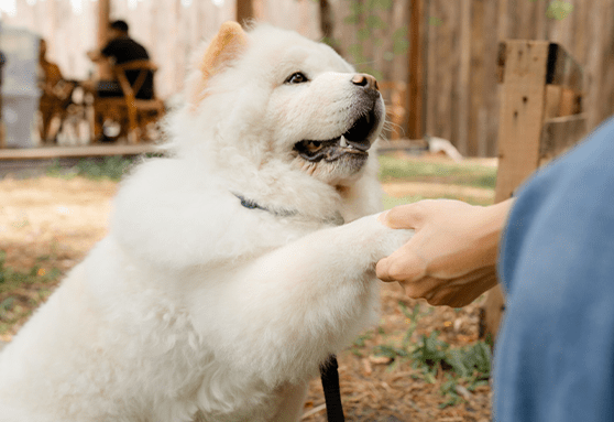 Should my puppy continue puppy classes?