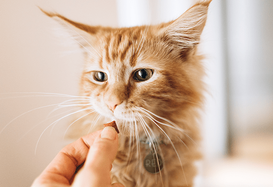 Choosing treats for your kitten