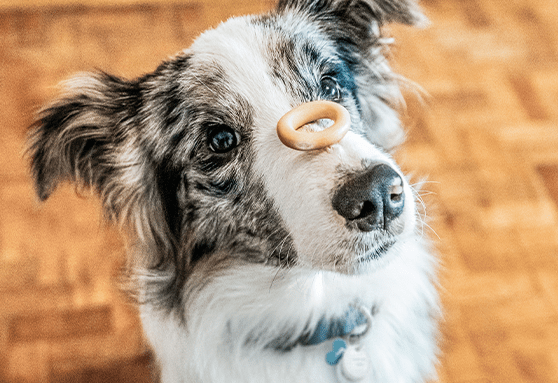 What you should know about treats