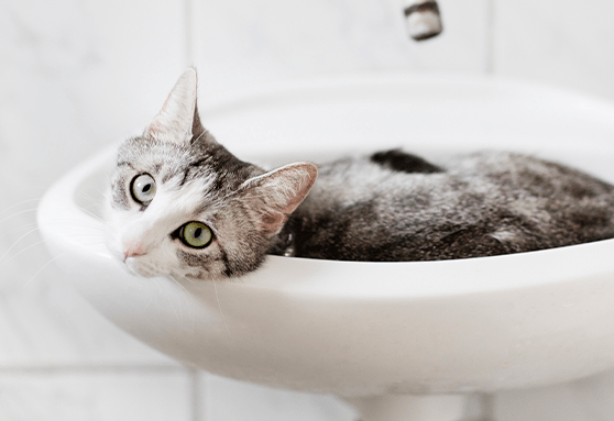 How well do you know your kitten?