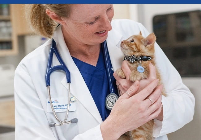 Young orange kitten being held by VCA veterinarian