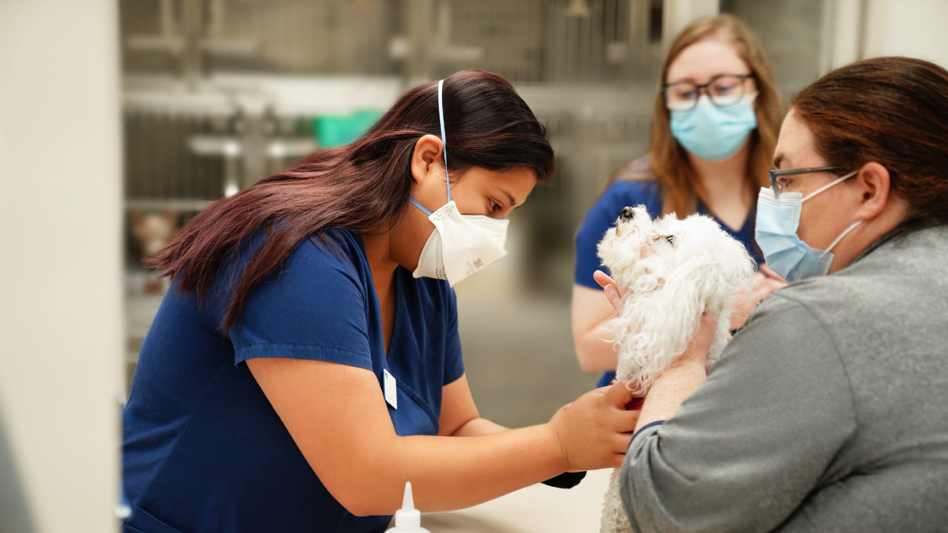 Animal Urgent Care in Fort Collins, CO | VCA Animal Hospitals Urgent