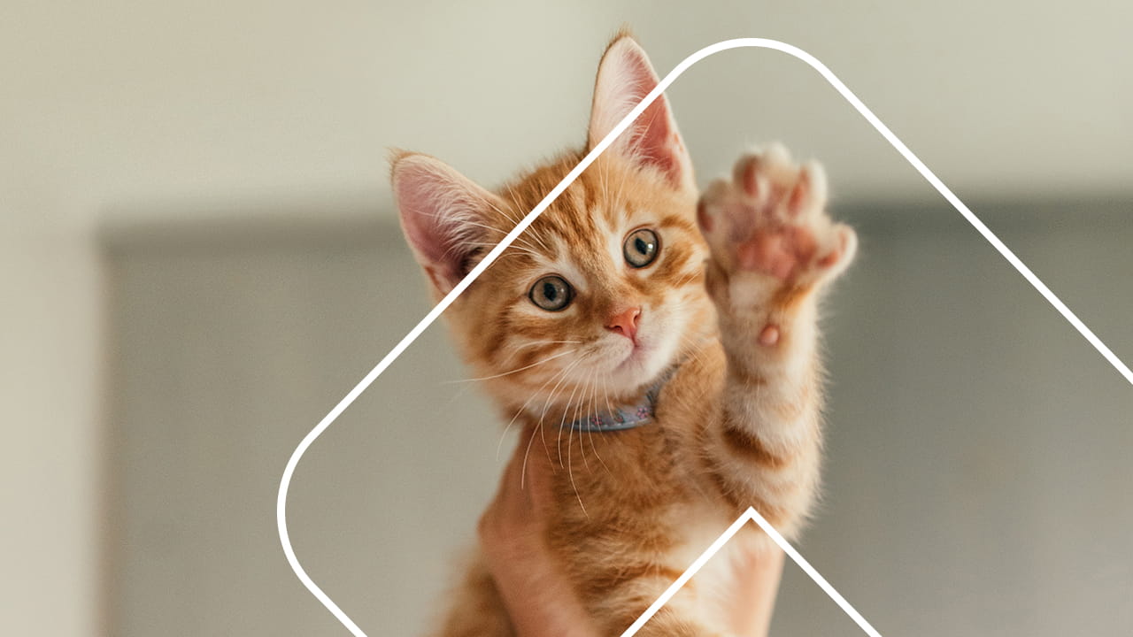 VCA , VCA Animal Hospitals