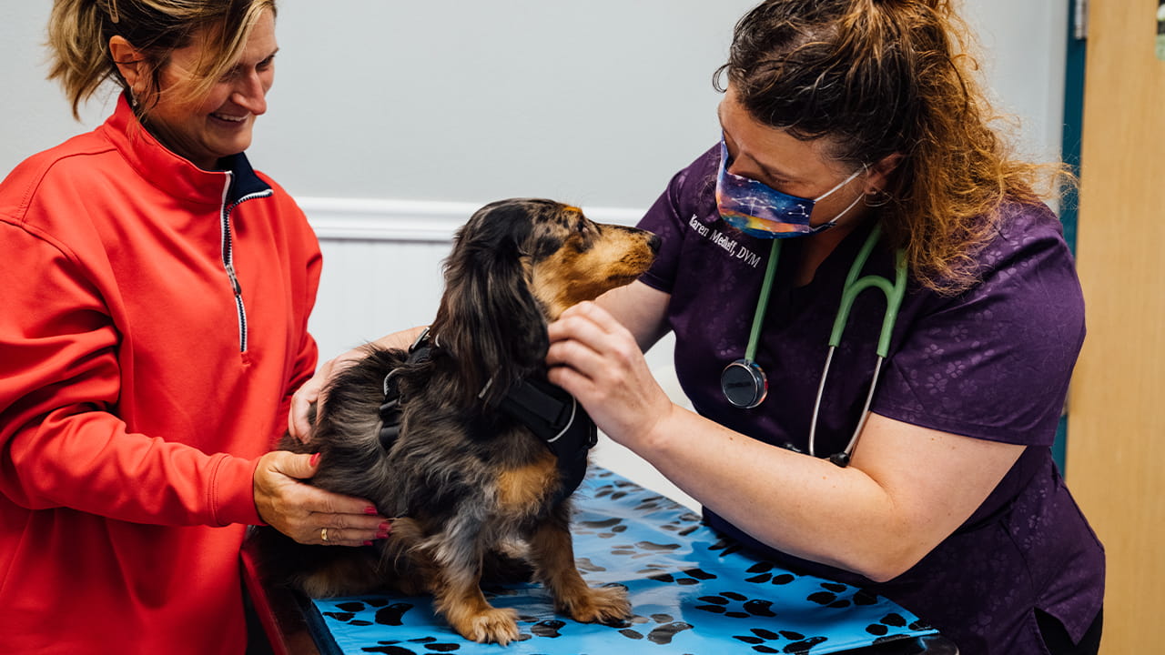 VCA South Shore (Weymouth) Animal Hospital - Photo 2