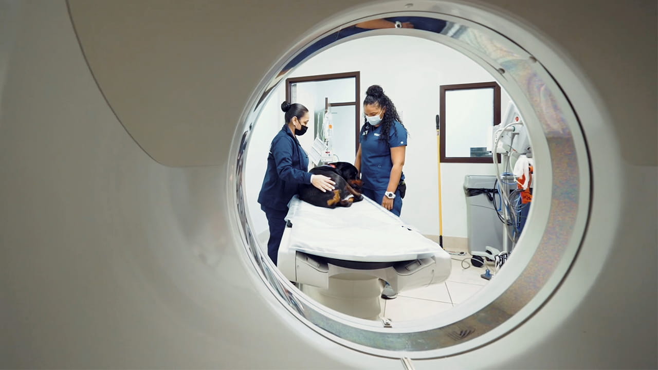 VCA South Shore (Weymouth) Animal Hospital - Photo 3