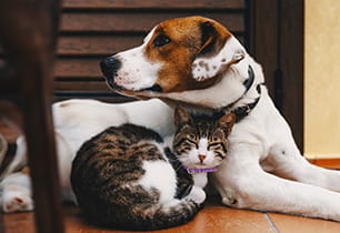 Simple steps to ensure your pet always has enough food