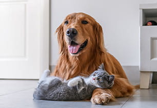 Supplements boost your pet's health in many different ways