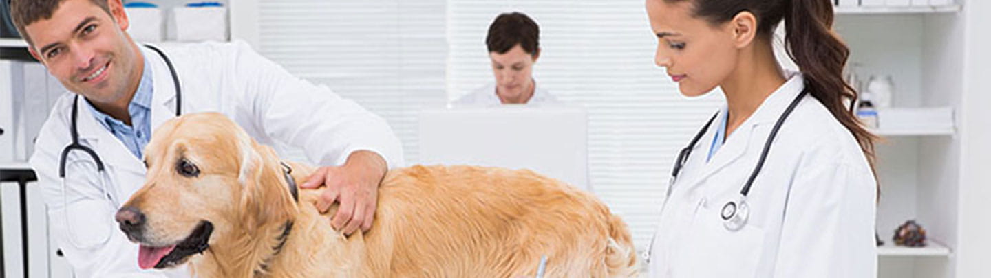 VCA Chatoak Animal Hospital Staff Page