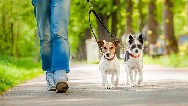 General Surgery Services in Oroville, CA - VCA Animal Hospitals — General Surgery clinic in Oroville, CA — photo 4