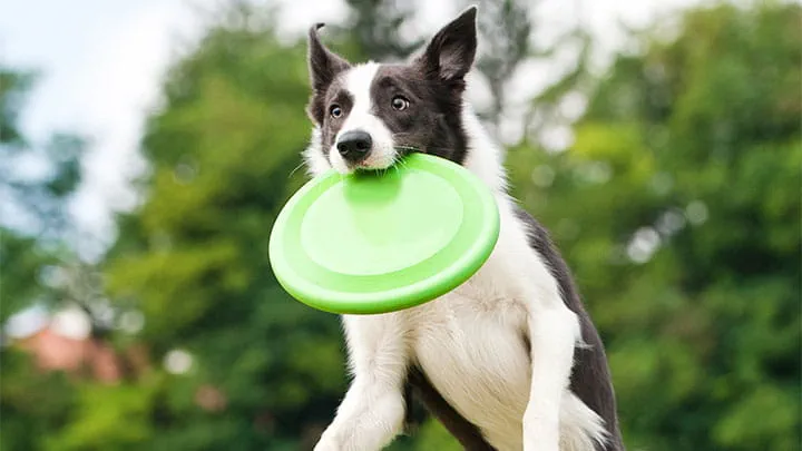 General Surgery Services in Oroville, CA - VCA Animal Hospitals — General Surgery clinic in Oroville, CA — photo 5
