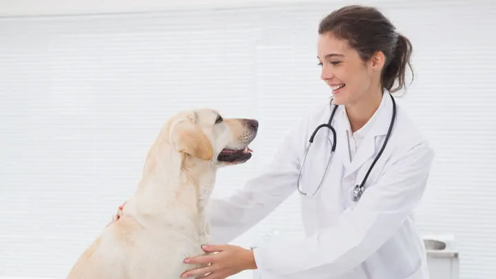General Surgery Services in Oroville, CA - VCA Animal Hospitals — General Surgery clinic in Oroville, CA — photo 8