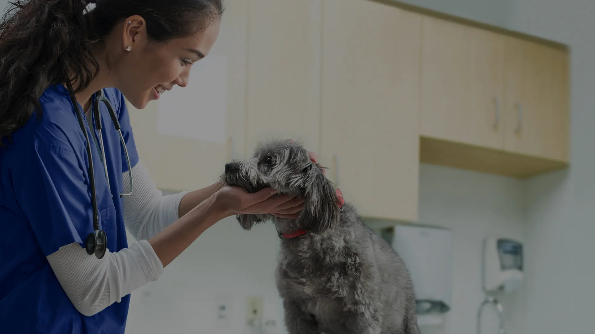 VCA Waipahu Animal Hospital - Hairdresser in Waipahu