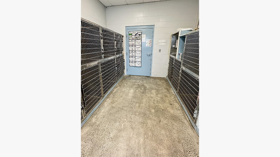 Cat Boarding at VCA Bering Sea Animal Hospital