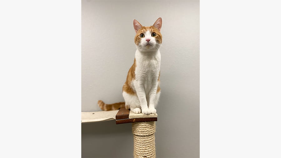 White and orange cat boarding at VCA Bering Sea Animal Hospital