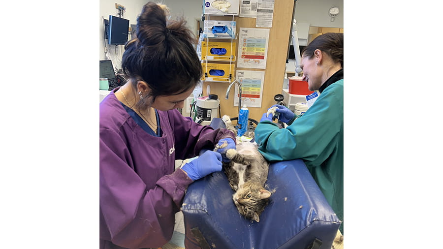 VCA Far Country associates doing an ultrasound on a cat