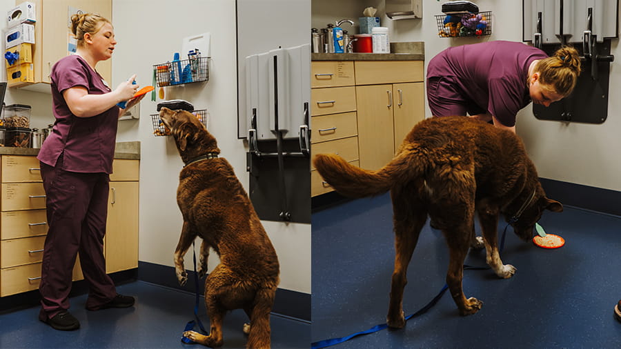 Veterinary staff giving peanut butter to dog during appointment