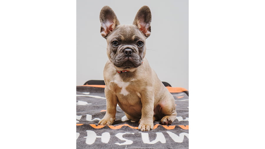 French bulldog puppy sitting on a blanket