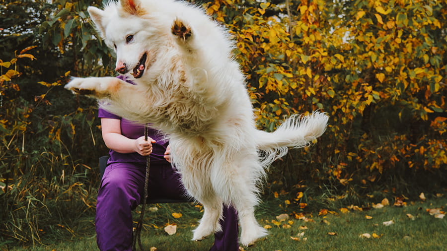 White fluffy dog jumping in the air
