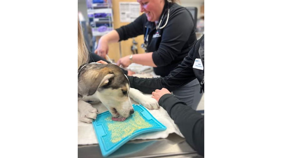 Puppy licking peanut butter during a procedure